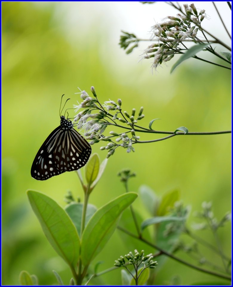 flower and pollinator