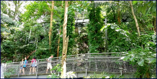 southern ridges forest walk - note the different levels of walkway photo