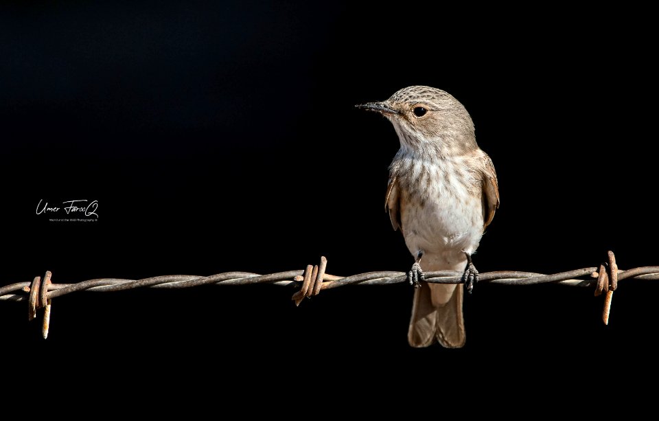 flycatcher