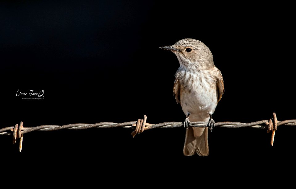 flycatcher photo