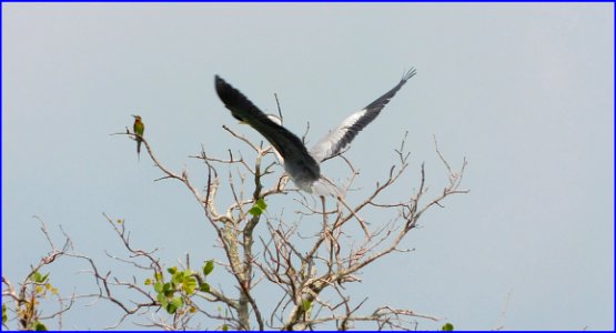 kingfisher and heron - bird dance but kingfisher is not impressed
