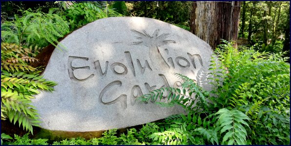 Botanic Gardens: evolution garden