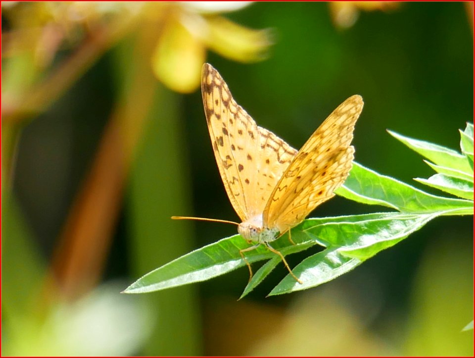 16Feb2019 - butterfly