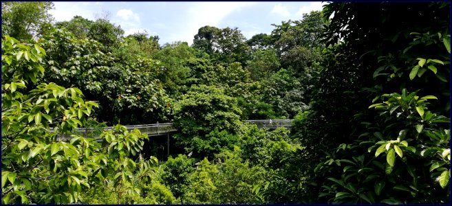 southern ridges forest walk - walking with nature