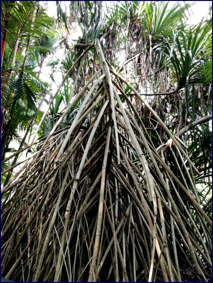 botanic gardens - roots
