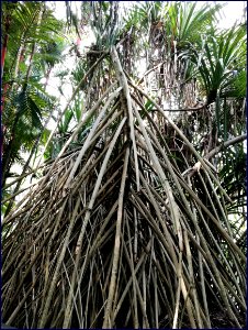 botanic gardens - roots