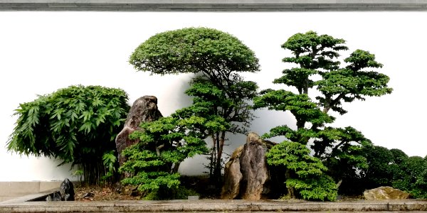 bonsai @ chinese garden photo