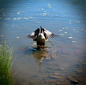 Goose Flapping