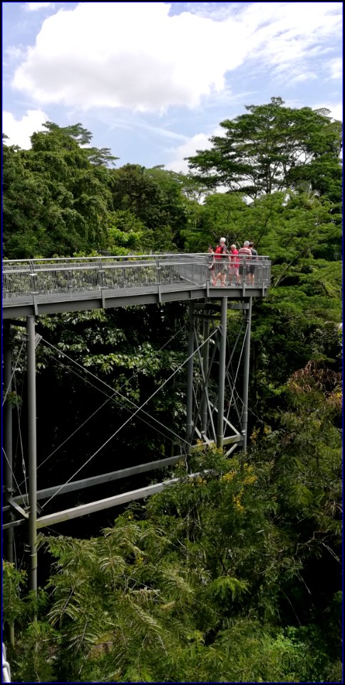southern ridges forest walk - the metal supports raised the walkway up to 18m at some points