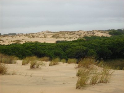 Parque Nacional de Doñana. Moguer (Huelva) photo