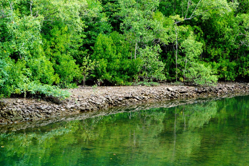 pasir ris park - the greenery