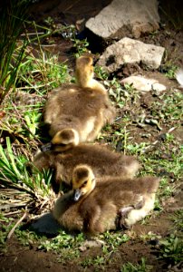Ducklings