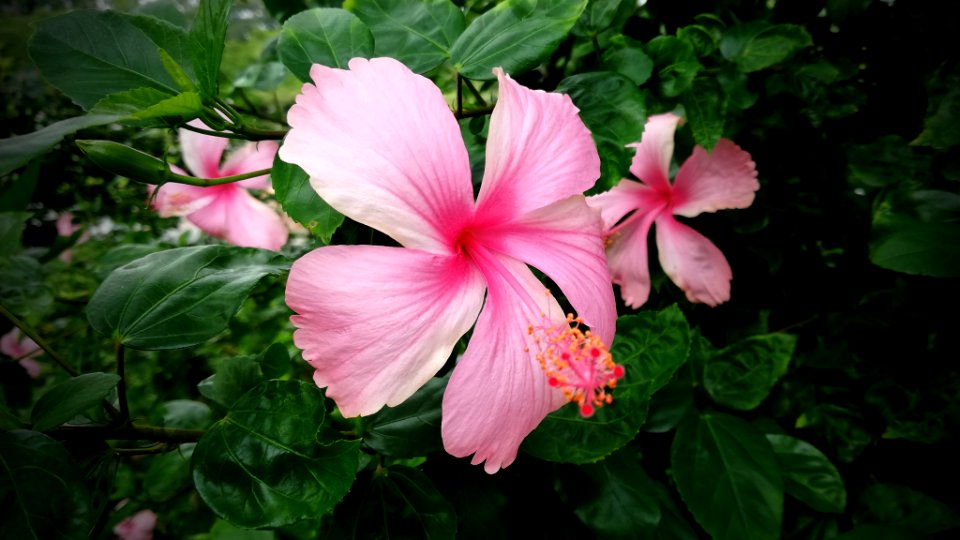 hibiscus in bishan-amk therapeutic gardens