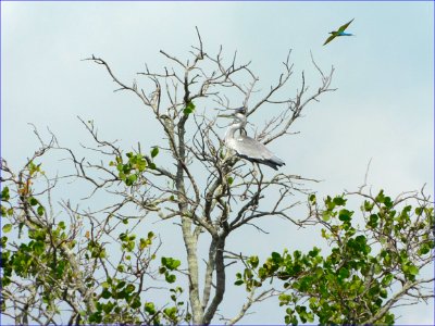 kingfisher and heron photo