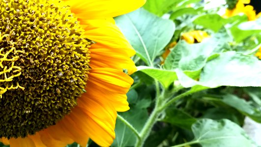 sunflower seeds