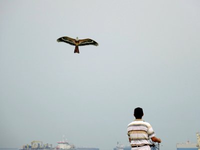03 kite flying photo