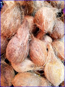 19Jan2019 - Singapore Pongal (harvest) festival 2019 - coconut milk is very important for this festival photo