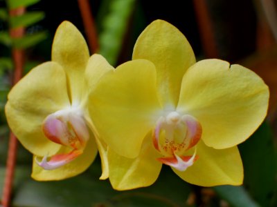 yellow orchid photo