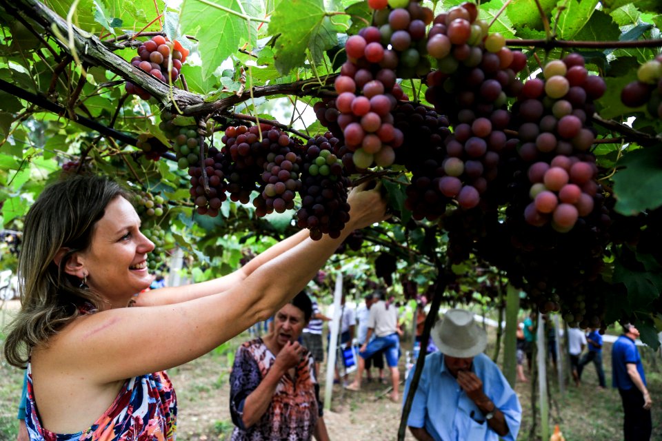 27.01.2018 - Prefeita Paula Mascarenhas durante abertura e Festa da Colheita da Uva, 8º Distrito, Colônia Santa Helena, propriedade de Dirceu Kurz - Foto: Gustavo Vara