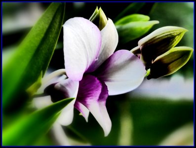 purplish orchid