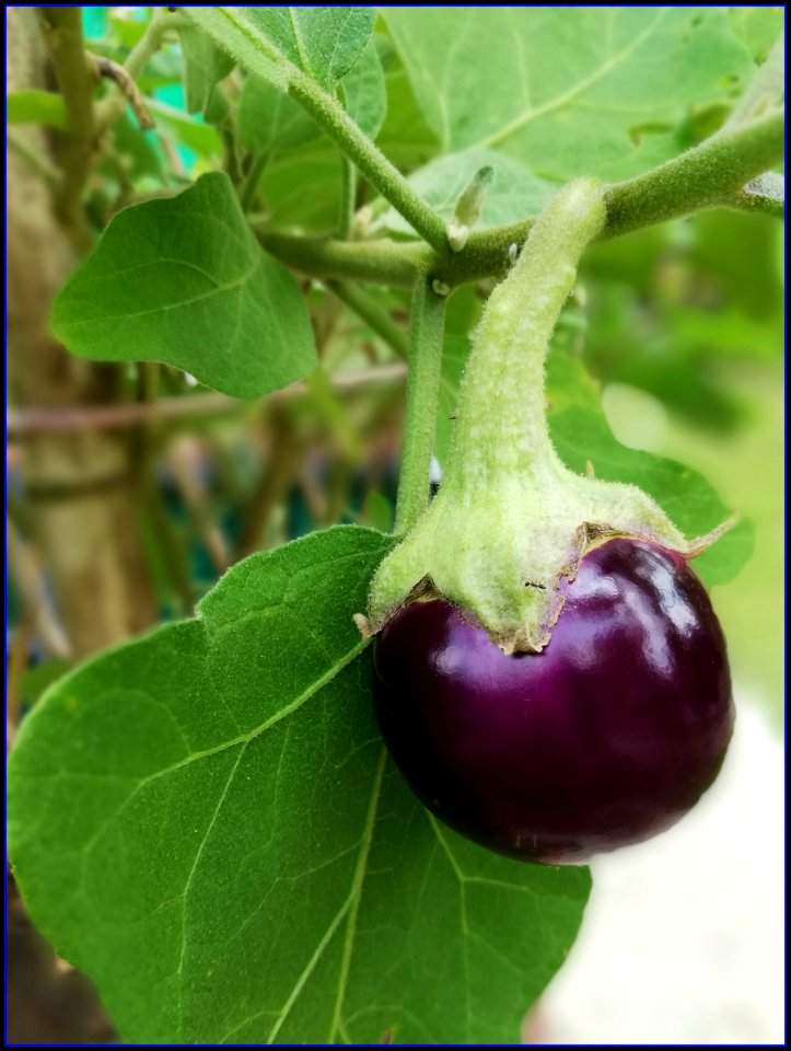 brinjal