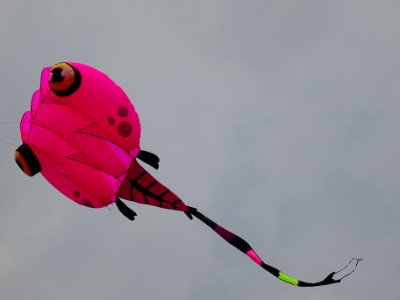 02 kite photo