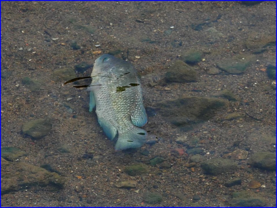 29Jan2019 - This is not a dead fish. It has to swim sideways as water is too shallow