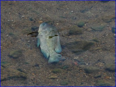 29Jan2019 - This is not a dead fish. It has to swim sideways as water is too shallow