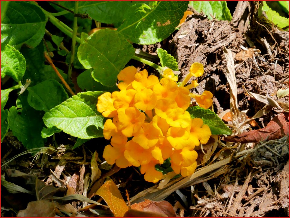 17Feb2019 - small orange flowers found on the ground