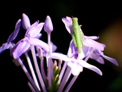 grasshopper photo