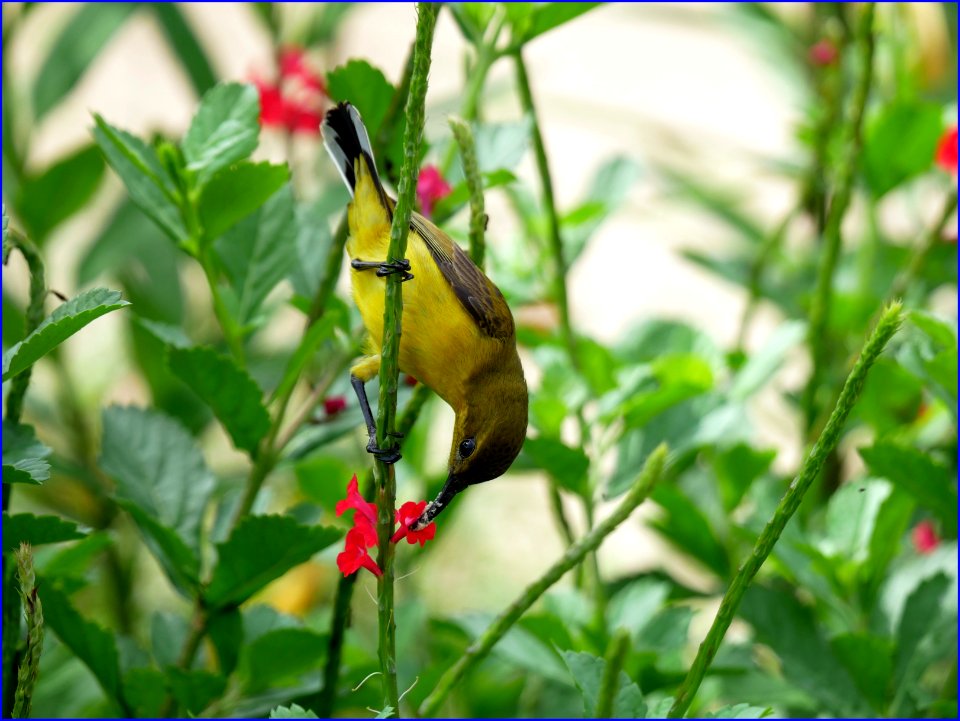 sunbird collecting nectar