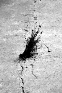 crack in the ground photo