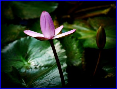 waterlily bud