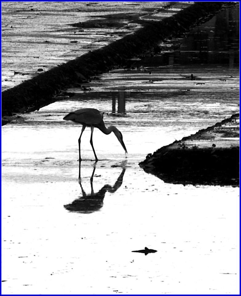 birds @ pasir ris park - silhouette