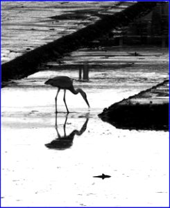 birds @ pasir ris park - silhouette photo