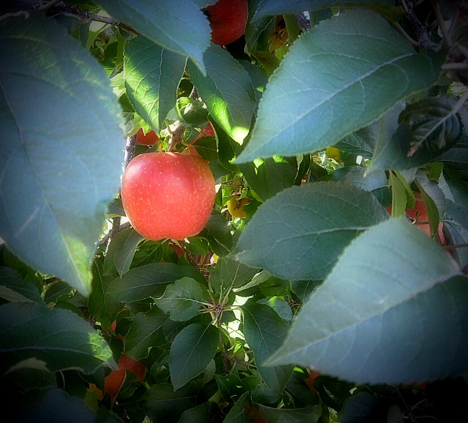 apple - an apple a day keeps the dr away - picture taken in Japan photo