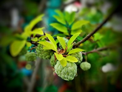 custard apple - locally produced fruit photo