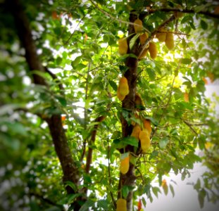 jackfruit tree - full of fruits photo