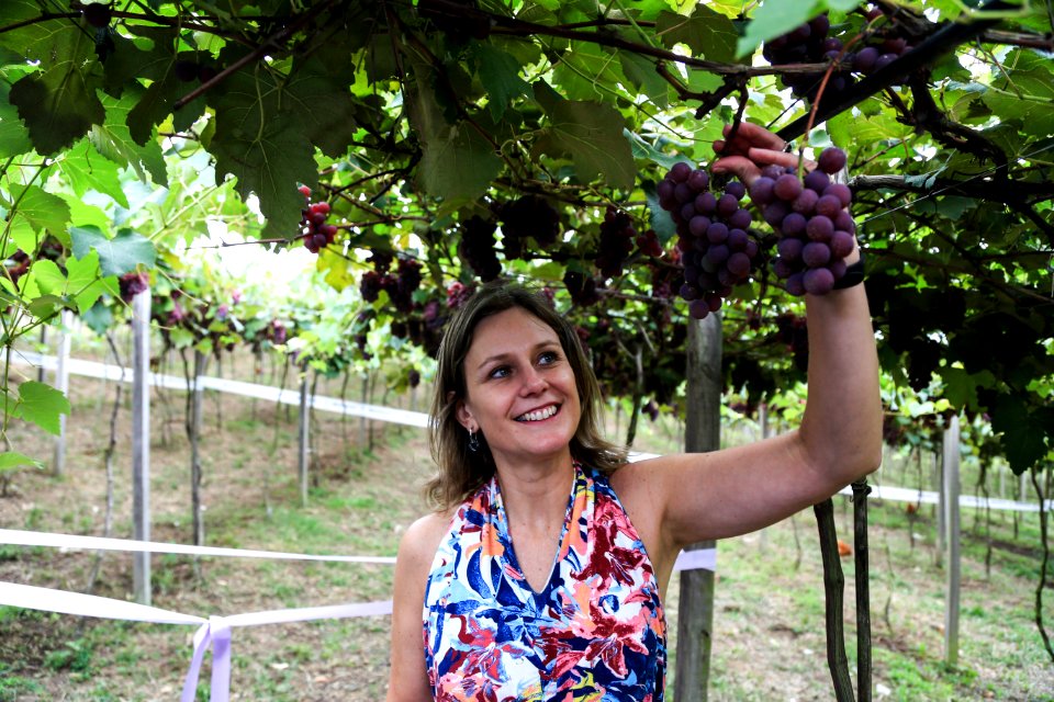 27.01.2018 - Prefeita Paula Mascarenhas durante abertura e Festa da Colheita da Uva, 8º Distrito, Colônia Santa Helena, propriedade de Dirceu Kurz - Foto: Gustavo Vara