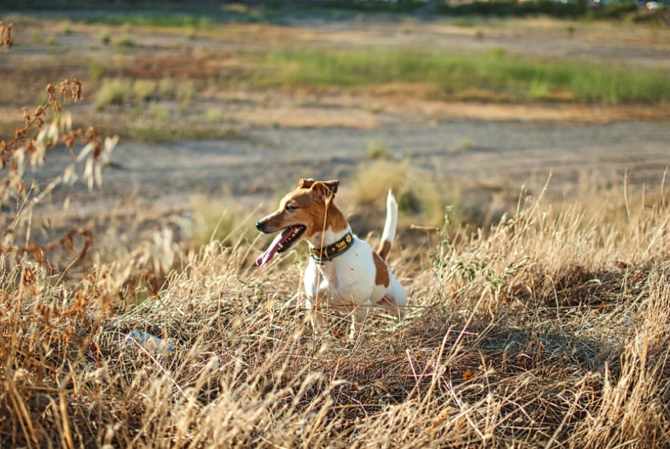 Menta, the Jack Russell..
