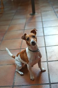 Menta, the Jack Russell.. photo