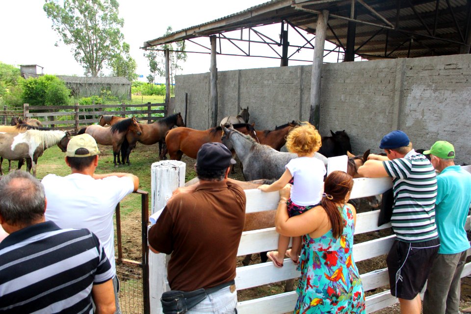 01.03.2018 - Gab Prefeita - Entrega de cavalos e visita as novas instalações da hospedaria - Foto Marcel Avila