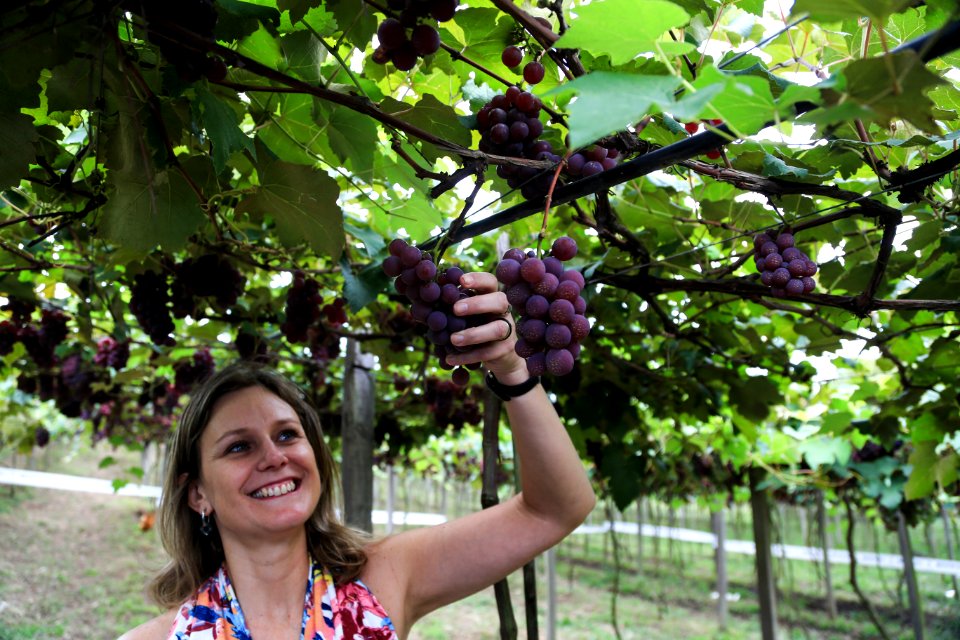 27.01.2018 - Prefeita Paula Mascarenhas durante abertura e Festa da Colheita da Uva, 8º Distrito, Colônia Santa Helena, propriedade de Dirceu Kurz - Foto: Gustavo Vara