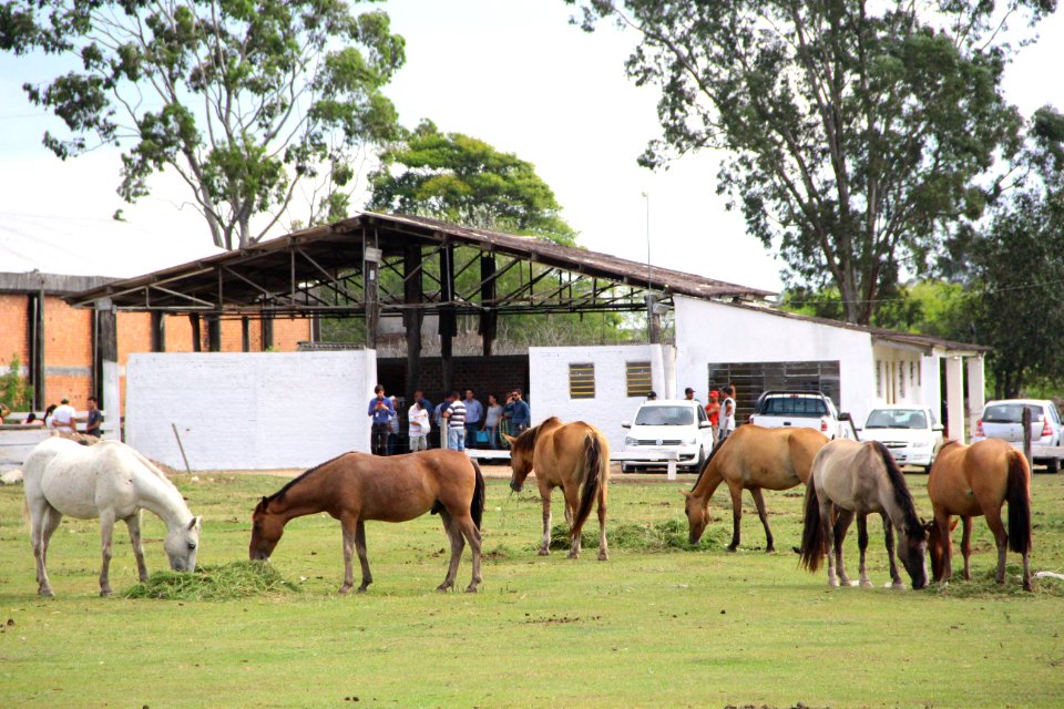 01.03.2018 - Gab Prefeita - Entrega de cavalos e visita as novas instalações da hospedaria - Foto Marcel Avila