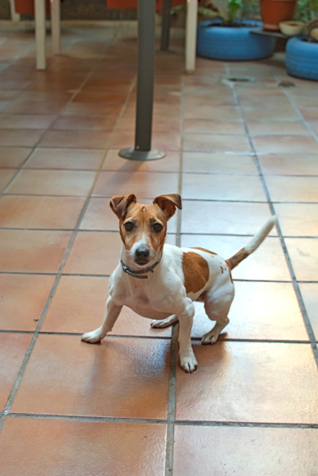 Menta, the Jack Russell..
