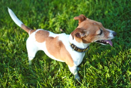 Menta, the Jack Russell..