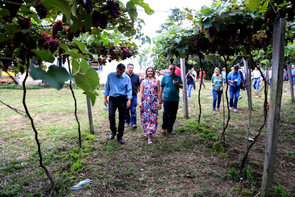 27.01.2018 - Prefeita Paula Mascarenhas durante abertura e Festa da Colheita da Uva, 8º Distrito, Colônia Santa Helena, propriedade de Dirceu Kurz - Foto: Gustavo Vara