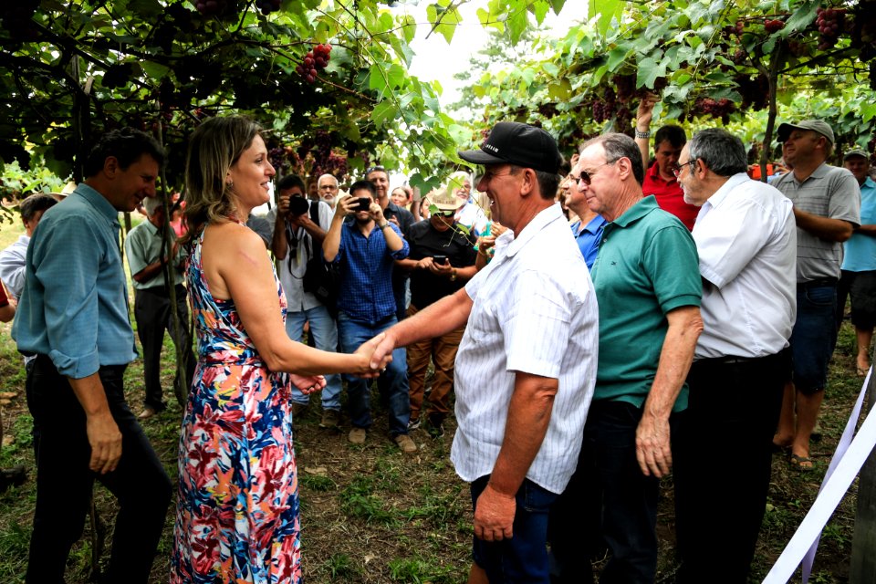 27.01.2018 - Prefeita Paula Mascarenhas durante abertura e Festa da Colheita da Uva, 8º Distrito, Colônia Santa Helena, propriedade de Dirceu Kurz - Foto: Gustavo Vara