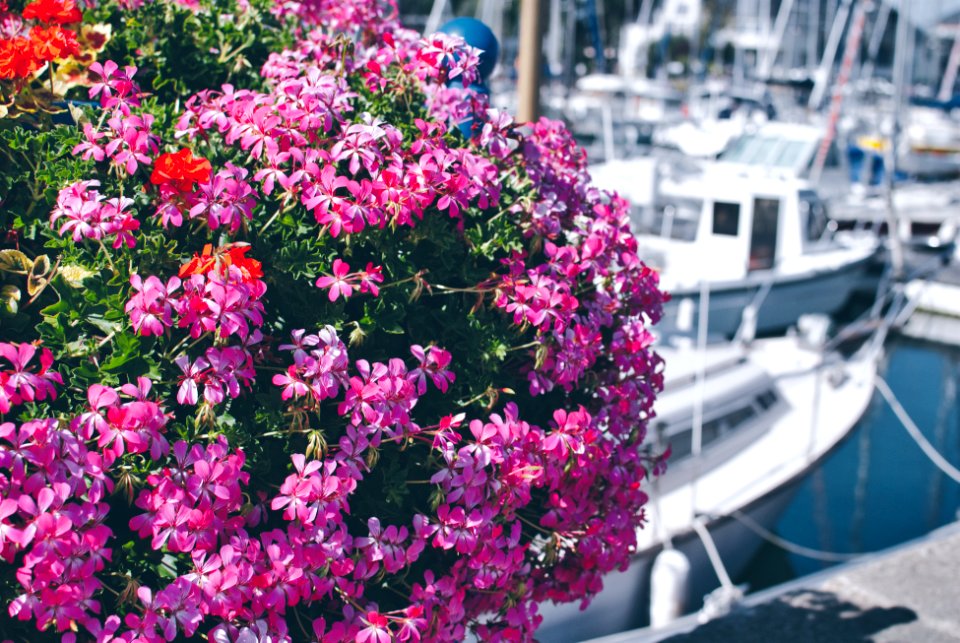 PAIMPOL (BREIZH | BRETAGNE | BRETAGNE | BRITTANY)