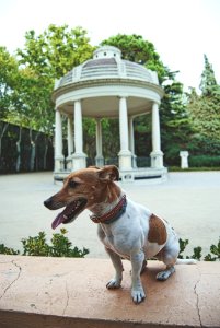 Jack Russell Terrier